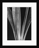 Lily Stalks by Brett Weston