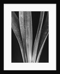 Lily Stalks by Brett Weston