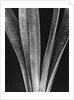 Lily Stalks by Brett Weston