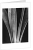 Lily Stalks by Brett Weston
