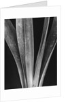 Lily Stalks by Brett Weston