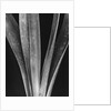 Lily Stalks by Brett Weston