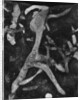 Rock Forms, 1966 by Anonymous