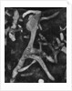 Rock Forms, 1966 by Anonymous