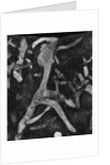 Rock Forms, 1966 by Anonymous