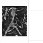 Rock Forms, 1966 by Anonymous