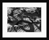 Wood In Sand by Anonymous