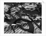 Wood In Sand by Anonymous