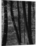 Trees by Anonymous