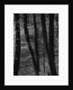 Trees by Anonymous