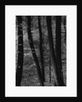 Trees by Anonymous