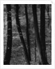 Trees by Anonymous