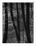 Trees by Anonymous
