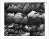 Rocks by Anonymous