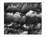 Rocks by Anonymous