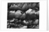Rocks by Anonymous