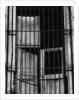 Bars Over Window by Anonymous