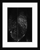 Dead Leaf by Anonymous