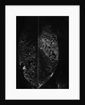 Dead Leaf by Anonymous