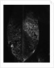 Dead Leaf by Anonymous