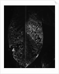 Dead Leaf by Anonymous
