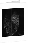 Dead Leaf by Anonymous