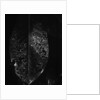 Dead Leaf by Anonymous