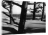 Dunes and Trees, Oregon, 1962 by Anonymous