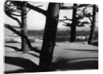 Dunes and Trees, Oregon, 1962 by Anonymous