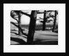 Dunes and Trees, Oregon, 1962 by Anonymous
