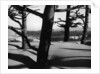 Dunes and Trees, Oregon, 1962 by Anonymous