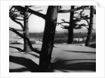 Dunes and Trees, Oregon, 1962 by Anonymous