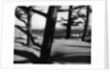 Dunes and Trees, Oregon, 1962 by Anonymous