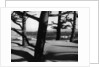 Dunes and Trees, Oregon, 1962 by Anonymous