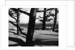 Dunes and Trees, Oregon, 1962 by Anonymous