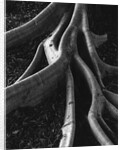 Banyan Roots, Hawaii by Anonymous