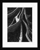 Banyan Roots, Hawaii by Anonymous