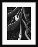 Banyan Roots, Hawaii by Anonymous