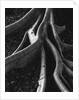 Banyan Roots, Hawaii by Anonymous