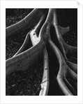 Banyan Roots, Hawaii by Anonymous