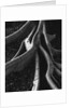 Banyan Roots, Hawaii by Anonymous