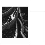 Banyan Roots, Hawaii by Anonymous