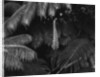 Ferns by Anonymous