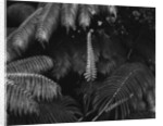 Ferns by Anonymous