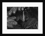 Ferns by Anonymous
