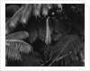 Ferns by Anonymous