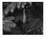 Ferns by Anonymous