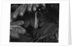Ferns by Anonymous