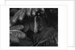 Ferns by Anonymous