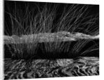 Grass and Lava by Anonymous